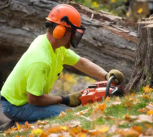 tree services Manistee Lake